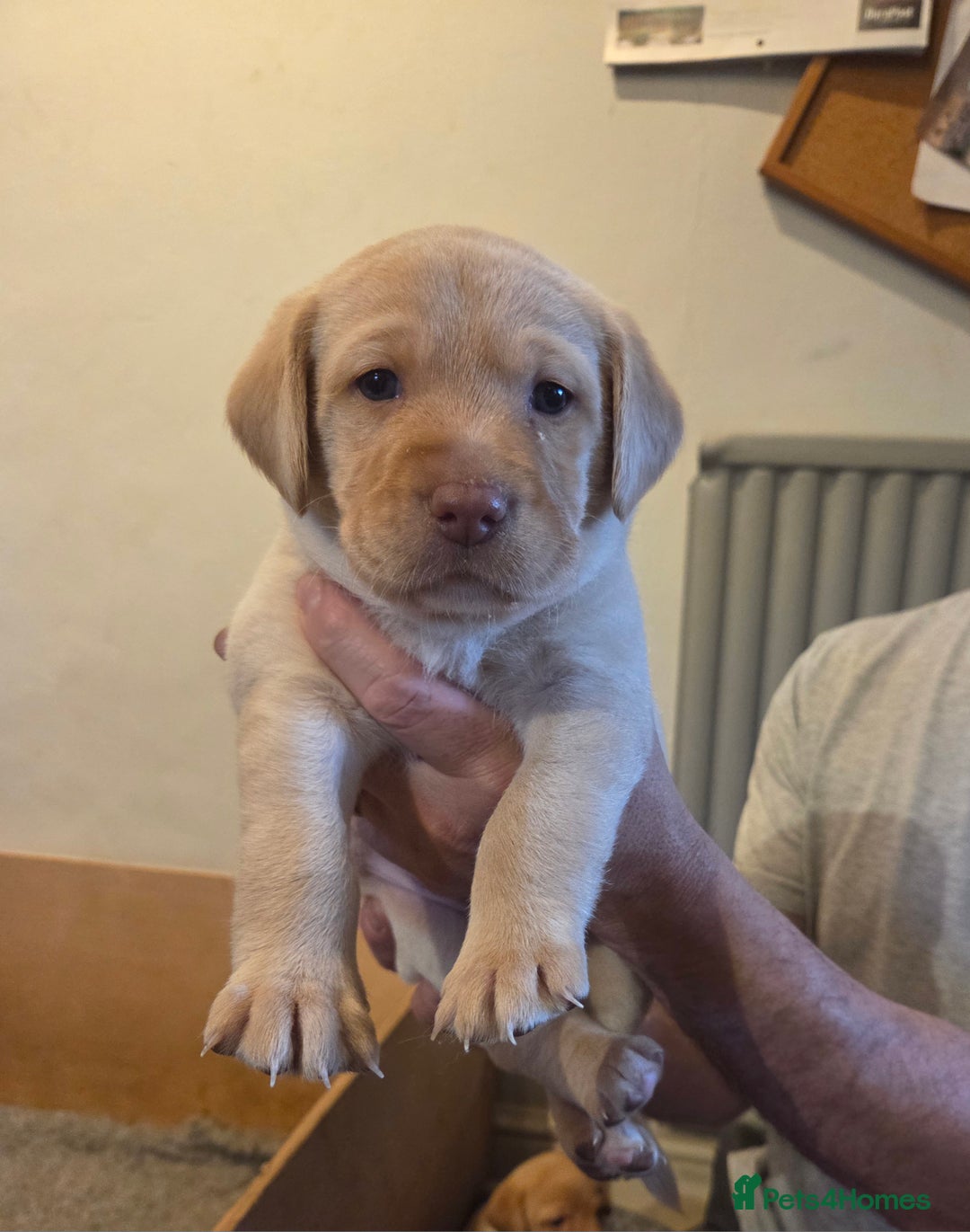 Labrador Retriever dogs for sale: 8 gorgeous chocolate/yellow girl & boy lab pups  - Image 30
