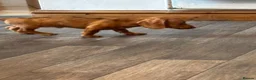 Dachshund dogs for sale: Dachshund puppies - Advert 8
