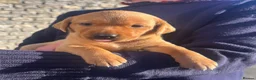 Labrador Retriever dogs for sale: Shiny Red Labrador Pups!  - Advert 31