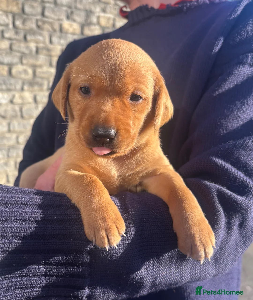 Labrador Retriever dogs for sale: Shiny Red Labrador Pups!  - Advert 31