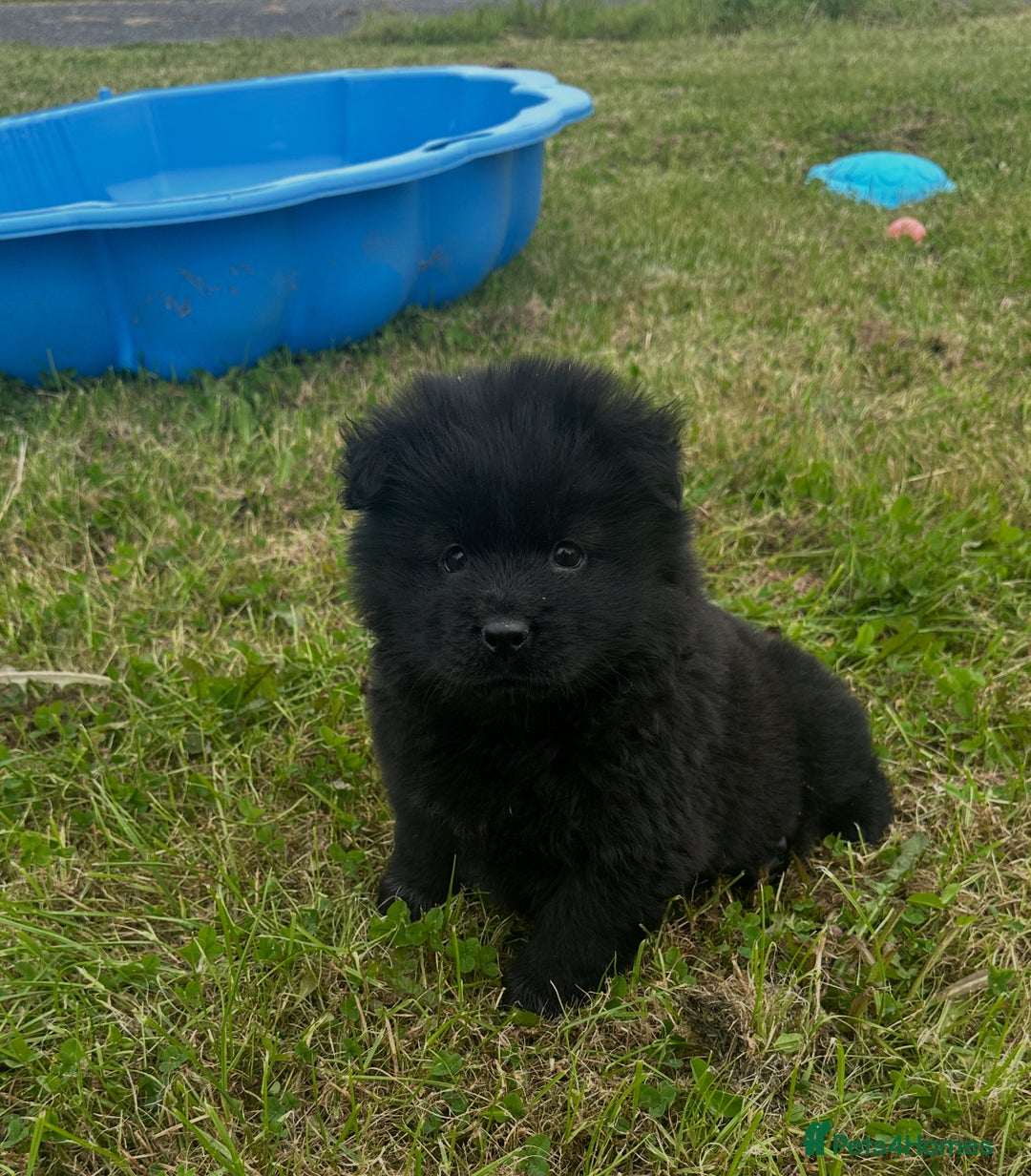 Chow Chow dogs for sale: Exotic colour chowsky puppies for sale  - Image 25
