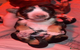 Mixed Breed dogs for sale: Australian Kelpie/Cocker Spaniel Puppies  - Advert 7