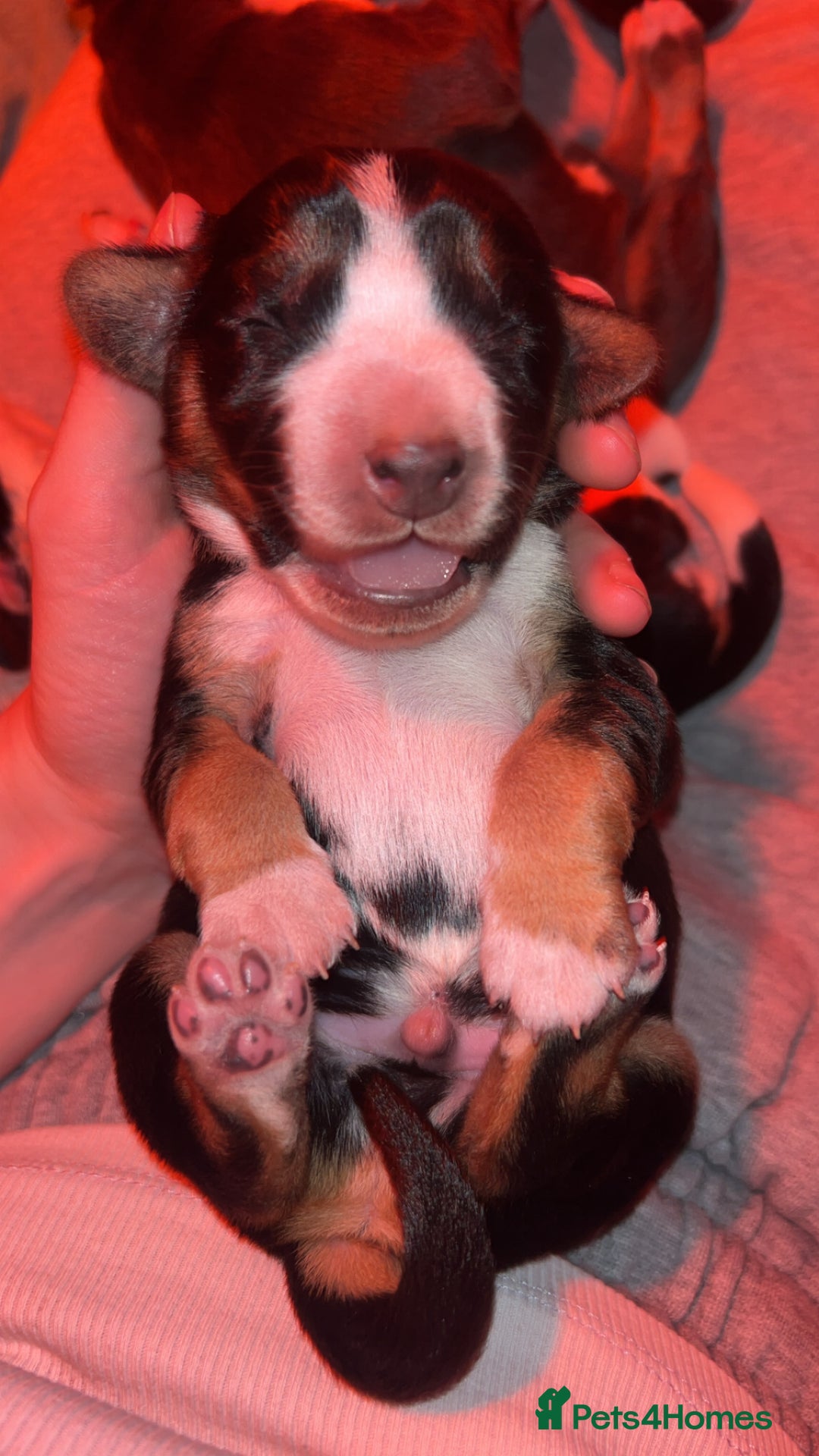 Mixed Breed dogs for sale: Australian Kelpie/Cocker Spaniel Puppies  - Advert 7