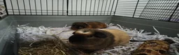 Guinea Pig rodents for sale: 2 male guinnea pigs in need of rehoming urgently  in High Wycombe - Advert 2
