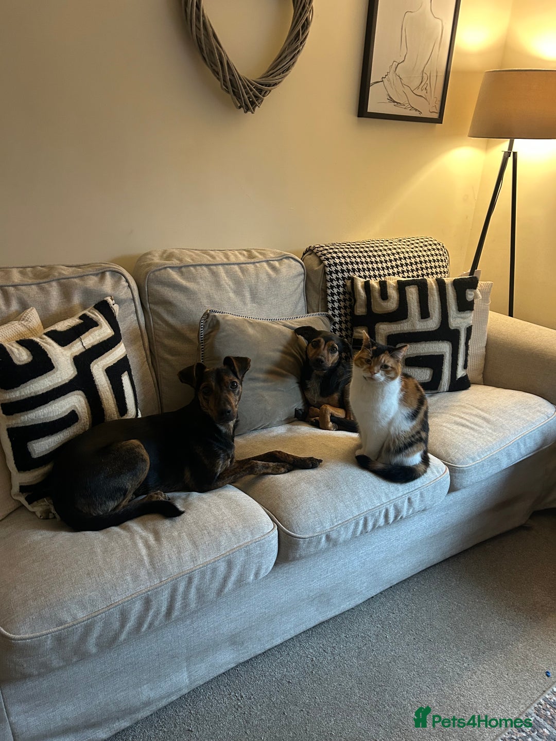 Mixed Breed dogs for sale: Ciok 1.5 year old mixed breed - Advert 7