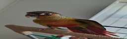 Conures birds for sale: 3 month old Yellow sided Green Cheek Conure  - Advert 5