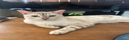 Bengal cats for sale: Snow lynx bengal in Staines - Advert 1