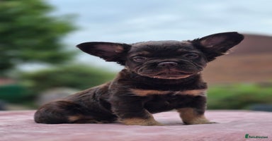 French Bulldog dogs - Advert 5