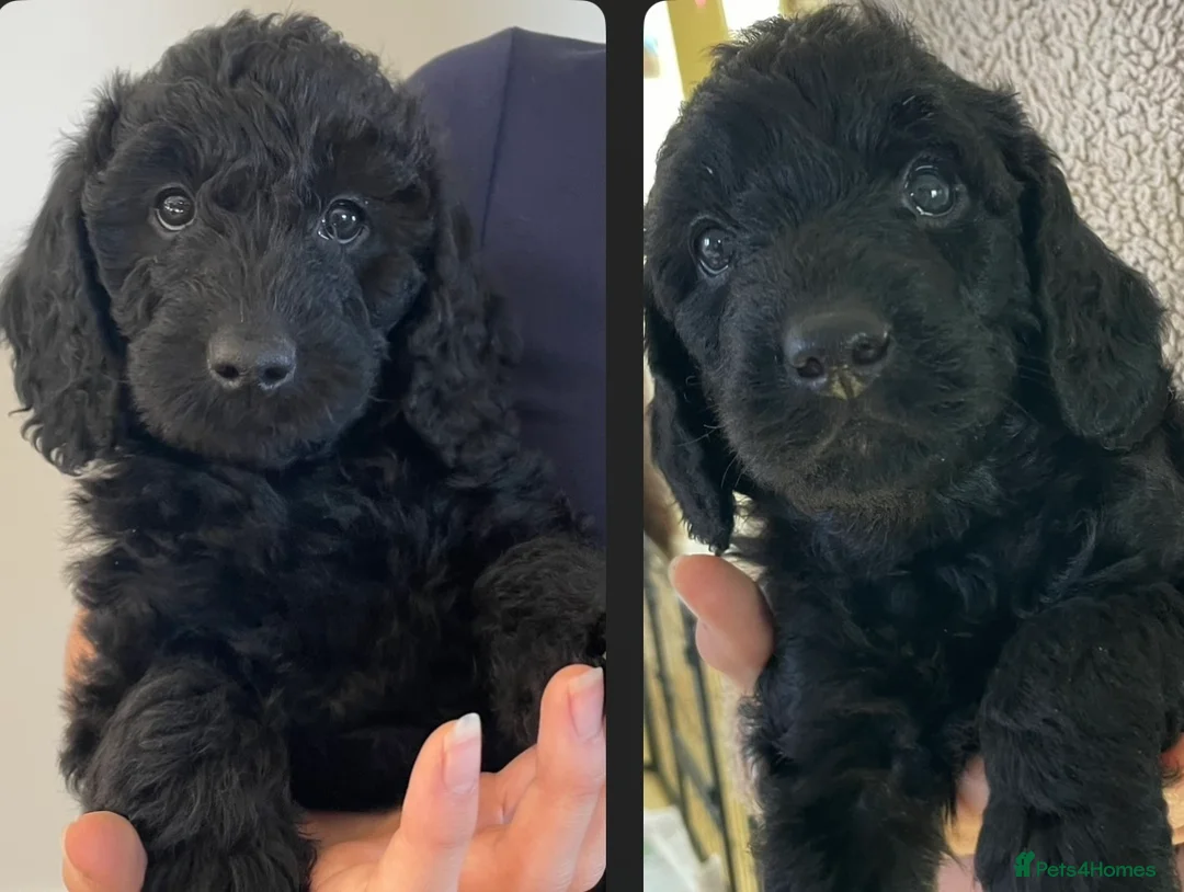 Labradoodle dogs for sale: Mini F1b labradoodles-available THIS WEEK  - Advert 1