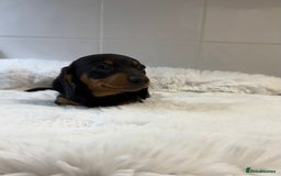 Miniature Dachshund dogs for sale: 2 stunning miniature dachshund puppy’s  - Image 8