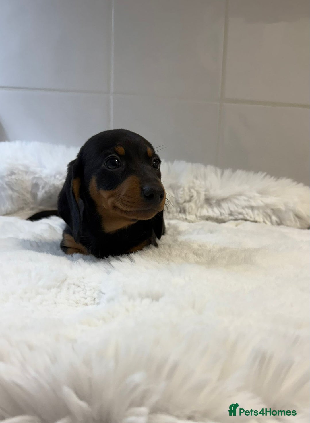 Miniature Dachshund dogs for sale: 2 stunning miniature dachshund puppy’s  - Image 8