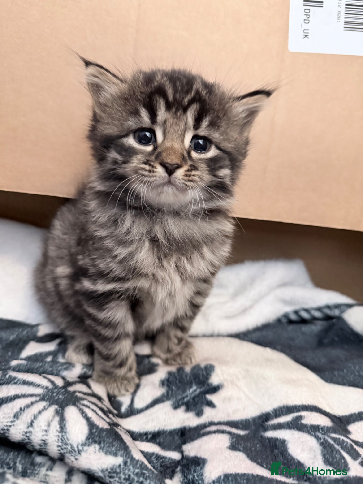 Maine Coon cats Absolutely stunning mainecoon kittens 🥰🤍 - Advert 16