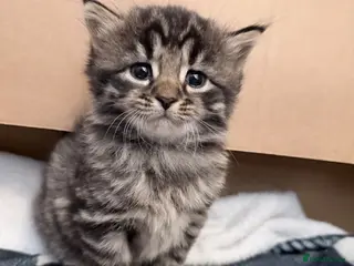 Maine Coon cats Absolutely stunning mainecoon kittens 🥰🤍 - Advert 16