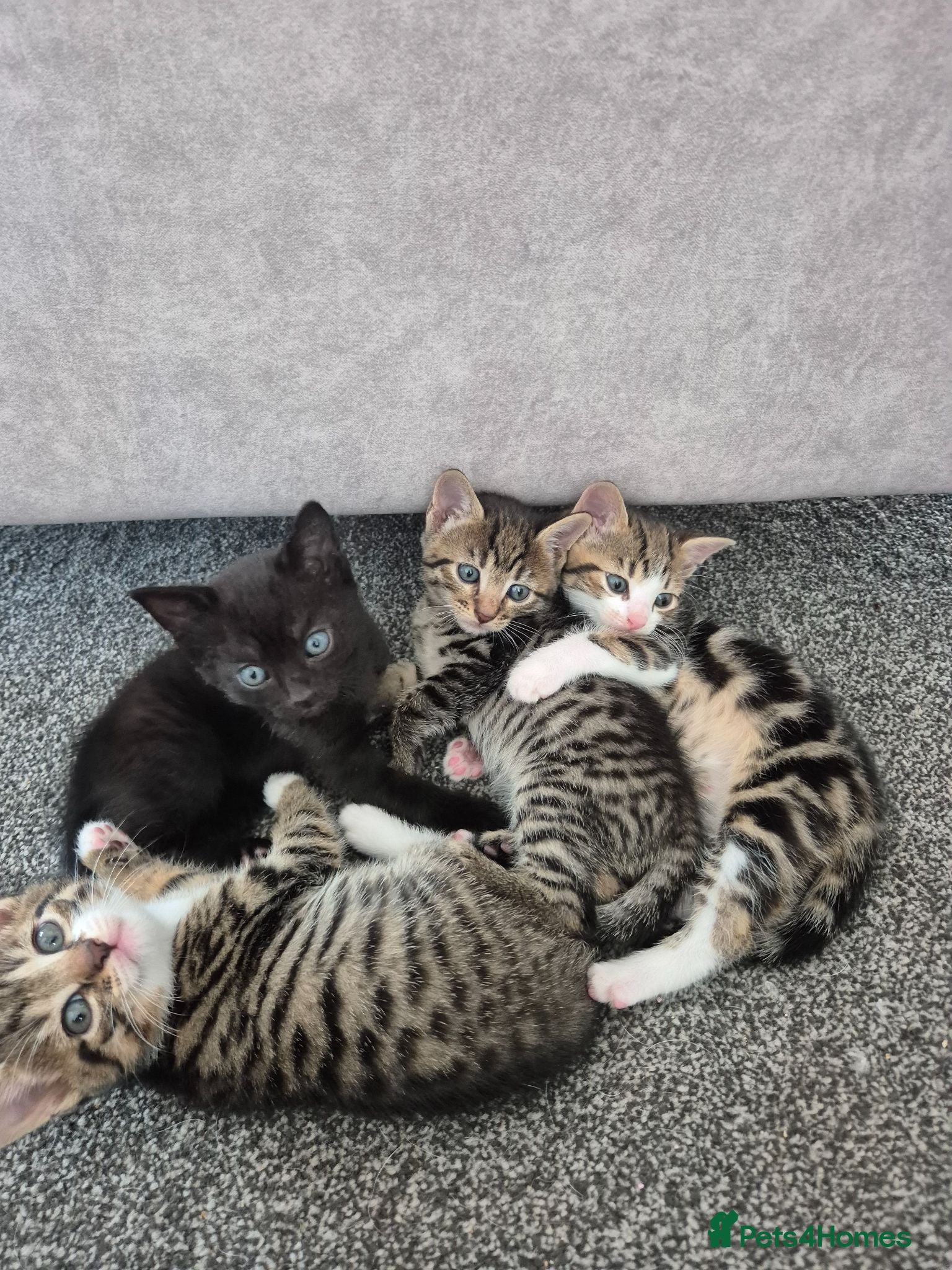 Mixed Breed cats 4 Handsome Boy Kittens Ready for New Adventures!  - Advert 1