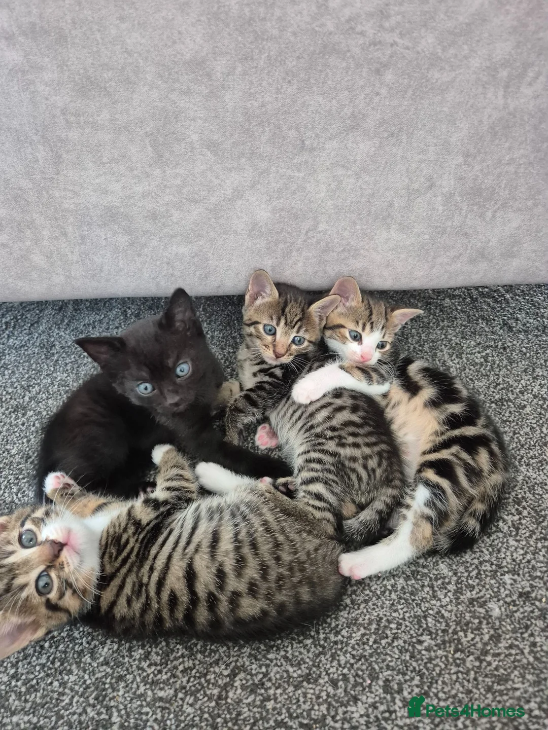 Mixed Breed cats for sale: 4 Handsome Boy Kittens Ready for New Adventures!  - Advert 1
