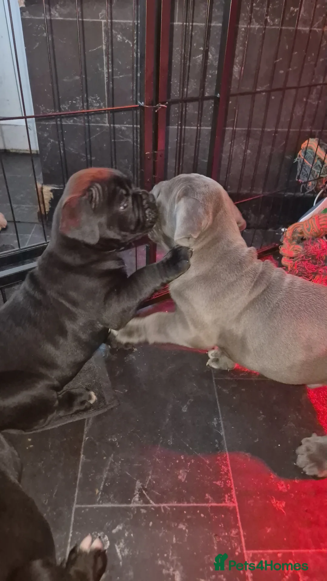 Mixed Breed dogs for sale: Nice pups  - Advert 2