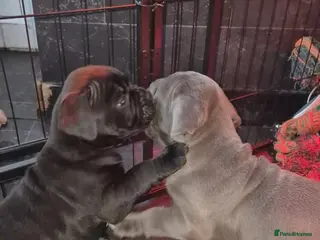 Mixed Breed dogs Nice pups - Advert 16