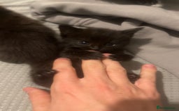 Mixed Breed cats for sale: Fluffy kittens - Image 4