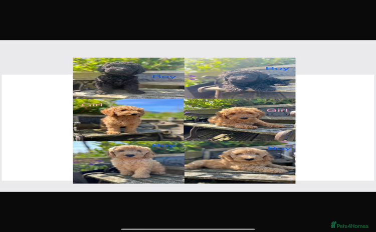 Miniature Poodle dogs - Advert 15