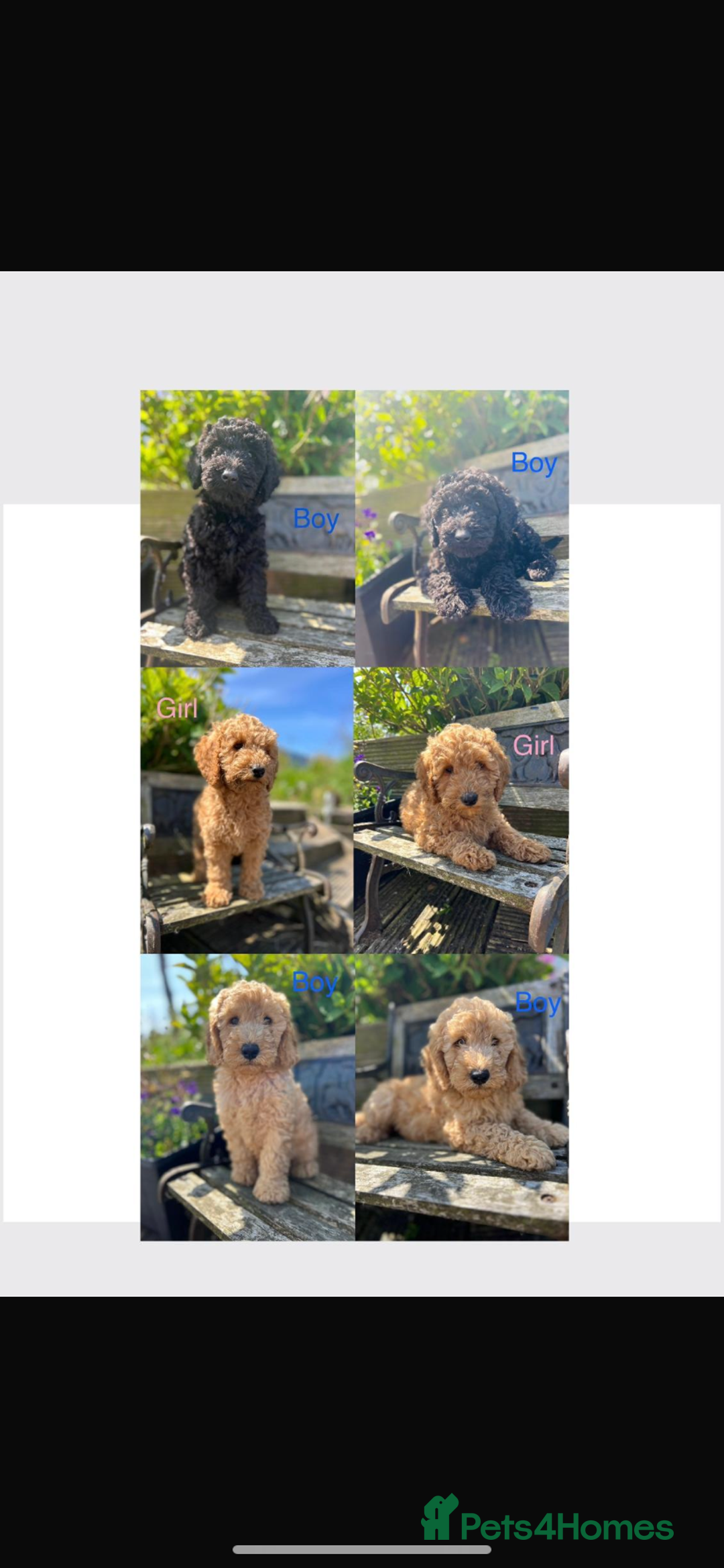 Miniature Poodle dogs for sale: REDUCED Mini poodle pups - Image 1