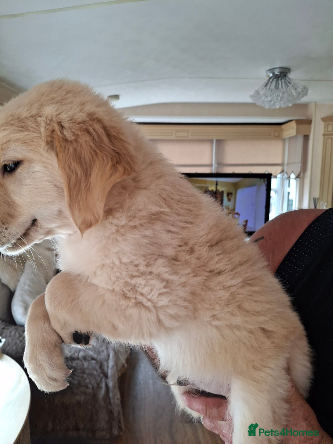 Golden Retriever dogs for sale: Golden Retreiver Puppies  - Image 8