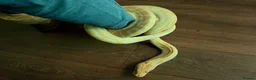 Python Snake reptiles for sale: Albino Python LARGE - Advert 9