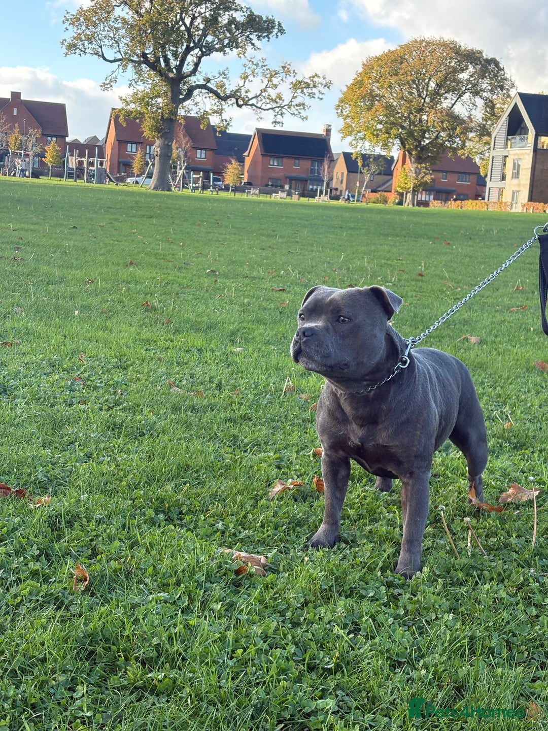 Staffordshire Bull Terrier dogs for stud: BEAUTBULLS BLUE KC REGISTERED STUD - Advert 4