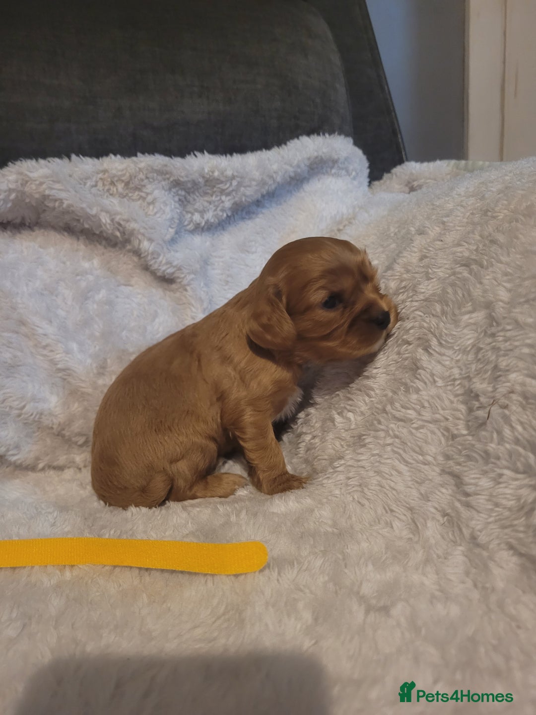 Cavalier King Charles Spaniel dogs for sale: Cavalier king charles pups - Image 13
