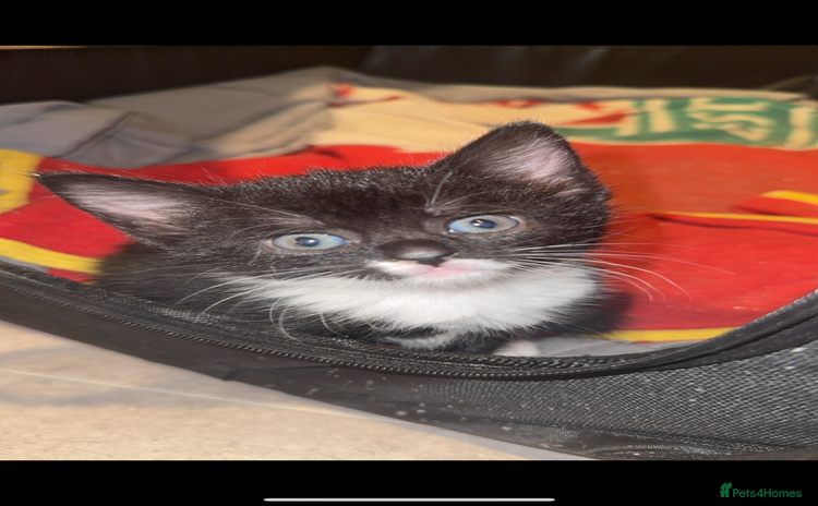 Mixed Breed cats - Advert 4