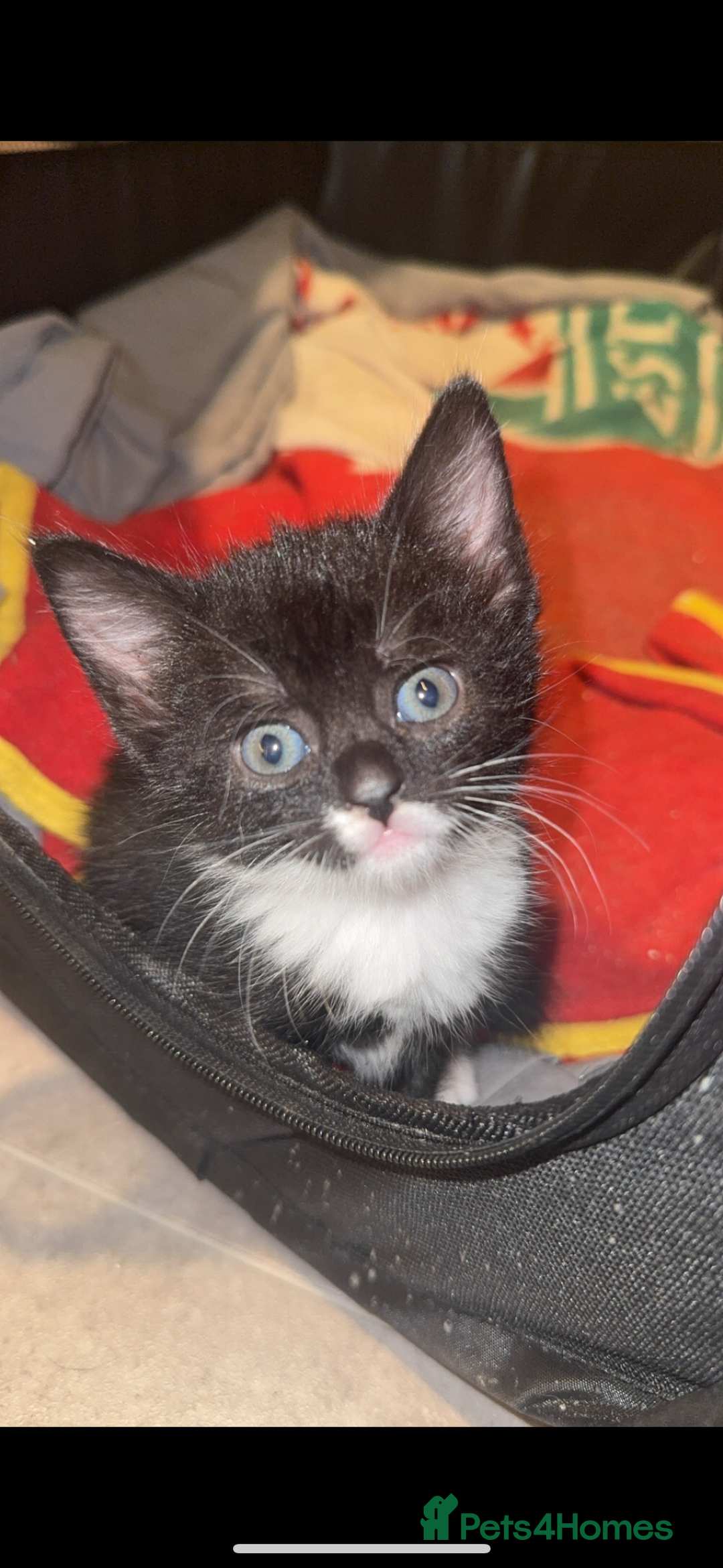Mixed Breed cats for sale: black and white female kitten  - Image 1