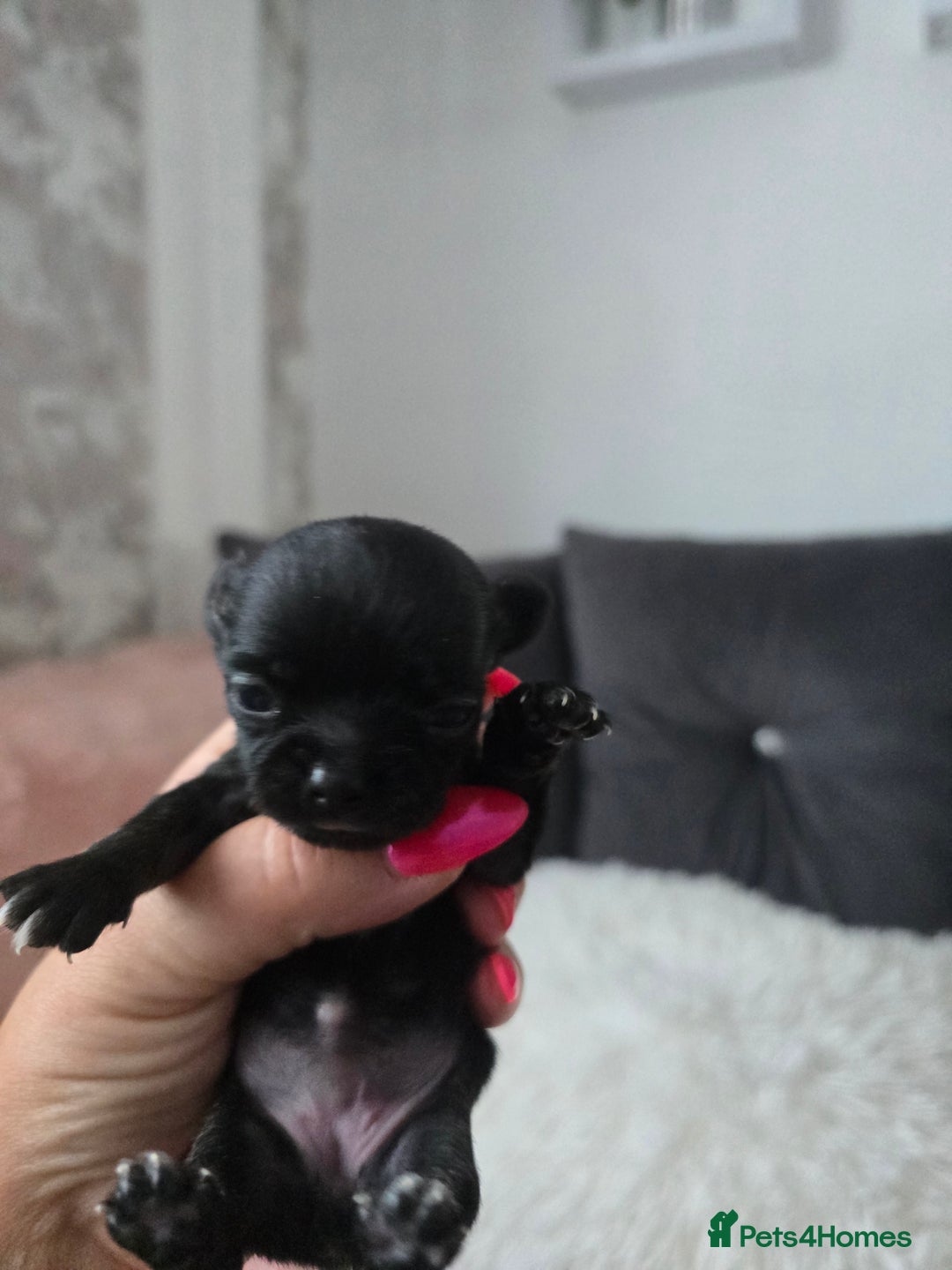 Chihuahua dogs for sale: Full pedigree chihuahuas - Image 12