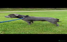 Staffordshire Bull Terrier dogs for stud: KC REGISTERED BLUE STAFFORDSHIRE TERRIER  in Burton-on-Trent - Image 4