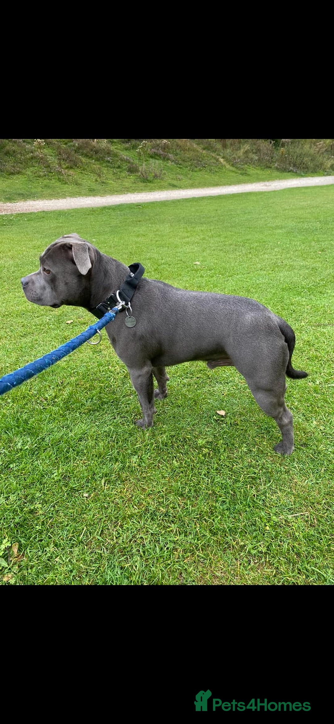 Staffordshire Bull Terrier dogs for stud: KC REGISTERED BLUE STAFFORDSHIRE TERRIER  in Burton-on-Trent - Image 4