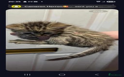 Mixed Breed cats for sale: Female kitten - Image 2