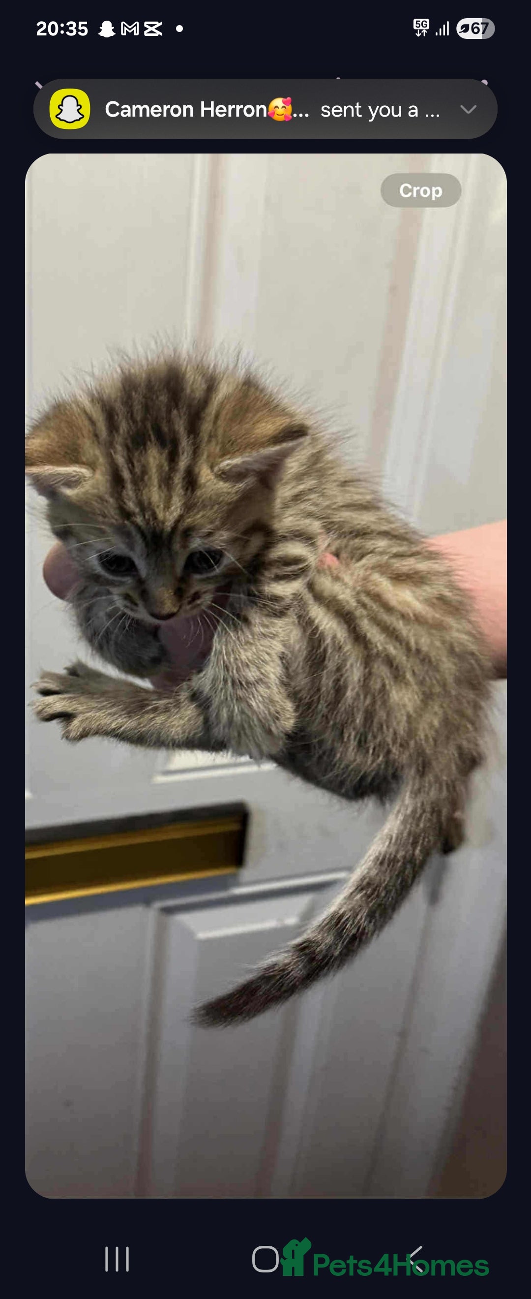 Mixed Breed cats for sale: Female kitten - Image 2