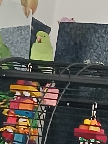 Parrots birds - Advert 19
