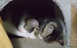 Mixed Breed cats for sale: 2 beautiful girls available  - Image 2