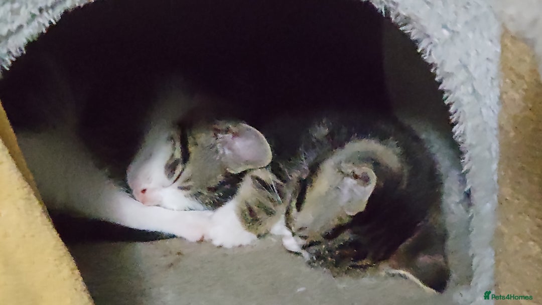 Mixed Breed cats for sale: 2 beautiful girls available  - Image 2