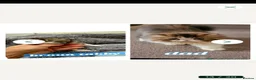 Exotic cats for sale: Exotic kittens  - Advert 2