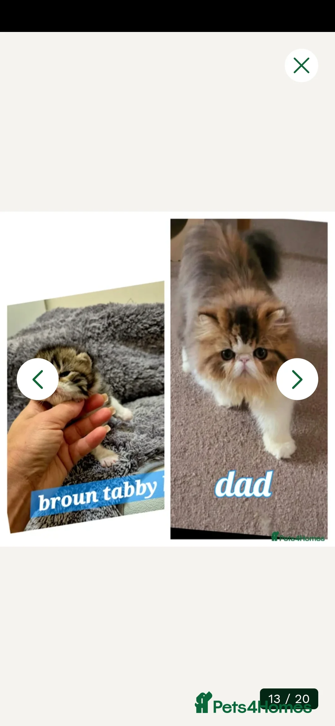 Exotic cats for sale: Exotic kittens  - Advert 2