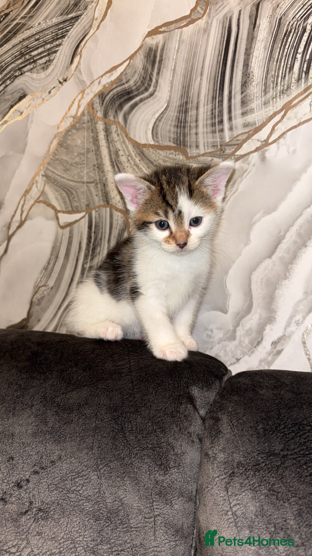 Domestic Shorthair cats for sale: Our Tabby has had kittens again - Advert 5