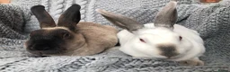 Rex rabbits for sale: Pure breed velvet mini and standard Rex rabbits - Advert 4