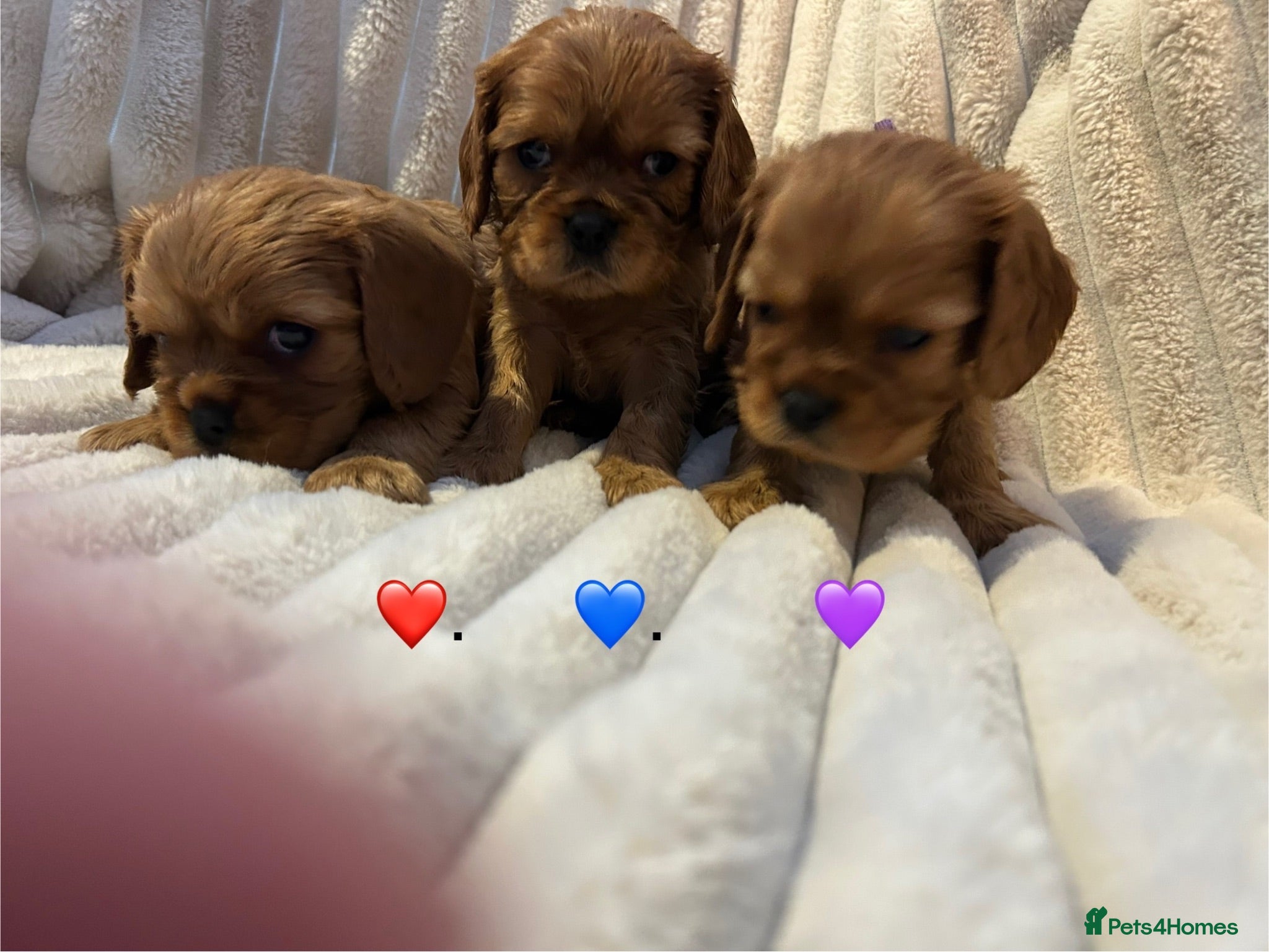 Cavalier King Charles Spaniel dogs KC Cavalier King Charles puppies  - Advert 1