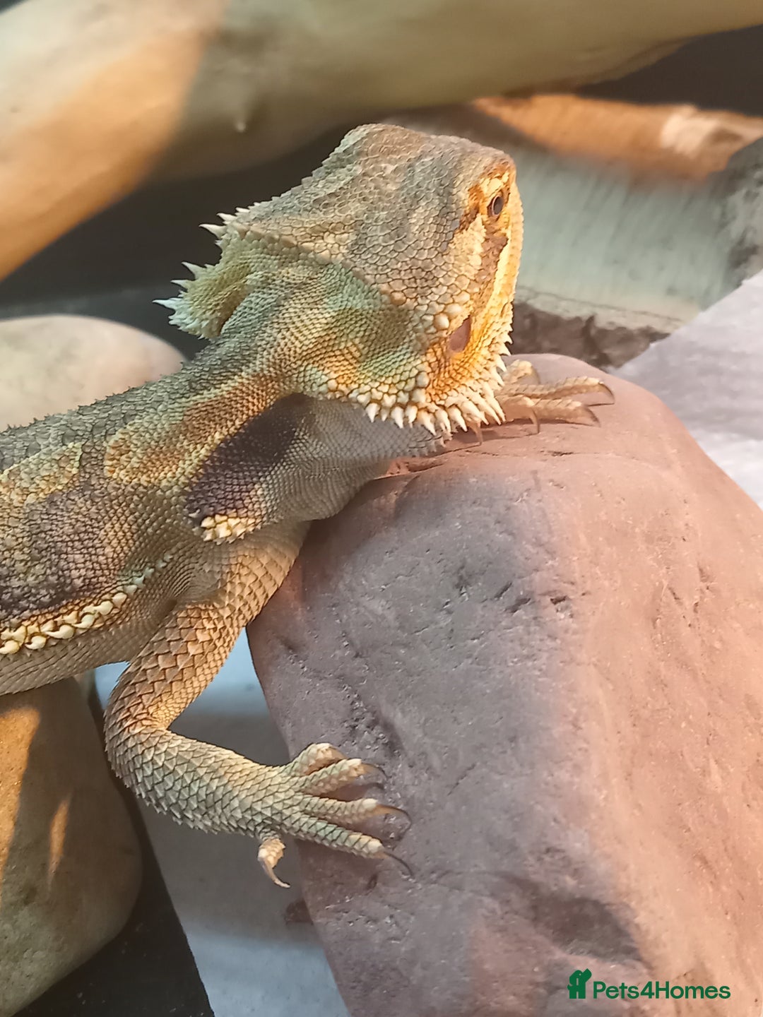 Bearded Dragon reptiles for sale: Rescued baby bearded dragon - Image 9