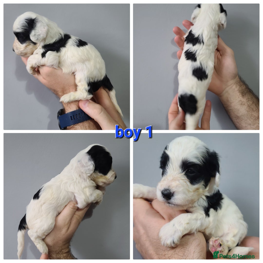 Cockapoo dogs for sale: F1 Cockapoos, Parti Roan. DNA HEALTH TESTED - Image 5