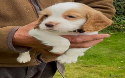Cocker Spaniel dogs for sale: KC Reg Working Cocker spaniel puppies roan - Image 23