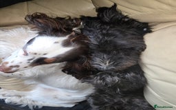 Cocker Spaniel dogs for sale: Now sold  - Image 2