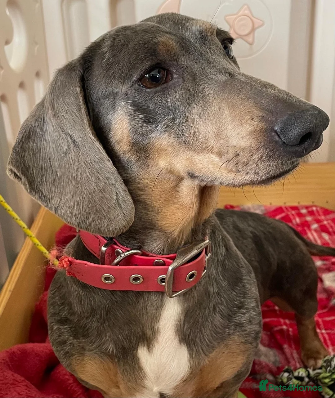Dachshund dogs for sale: Cookie 3 years old  - Advert 4