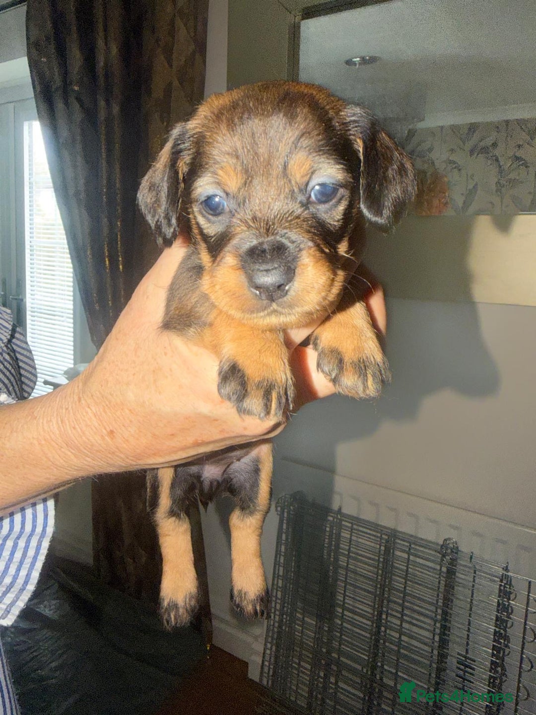 Dachshund dogs for sale: Tekel (wire haired dachshund) puppies for sale  - Image 9