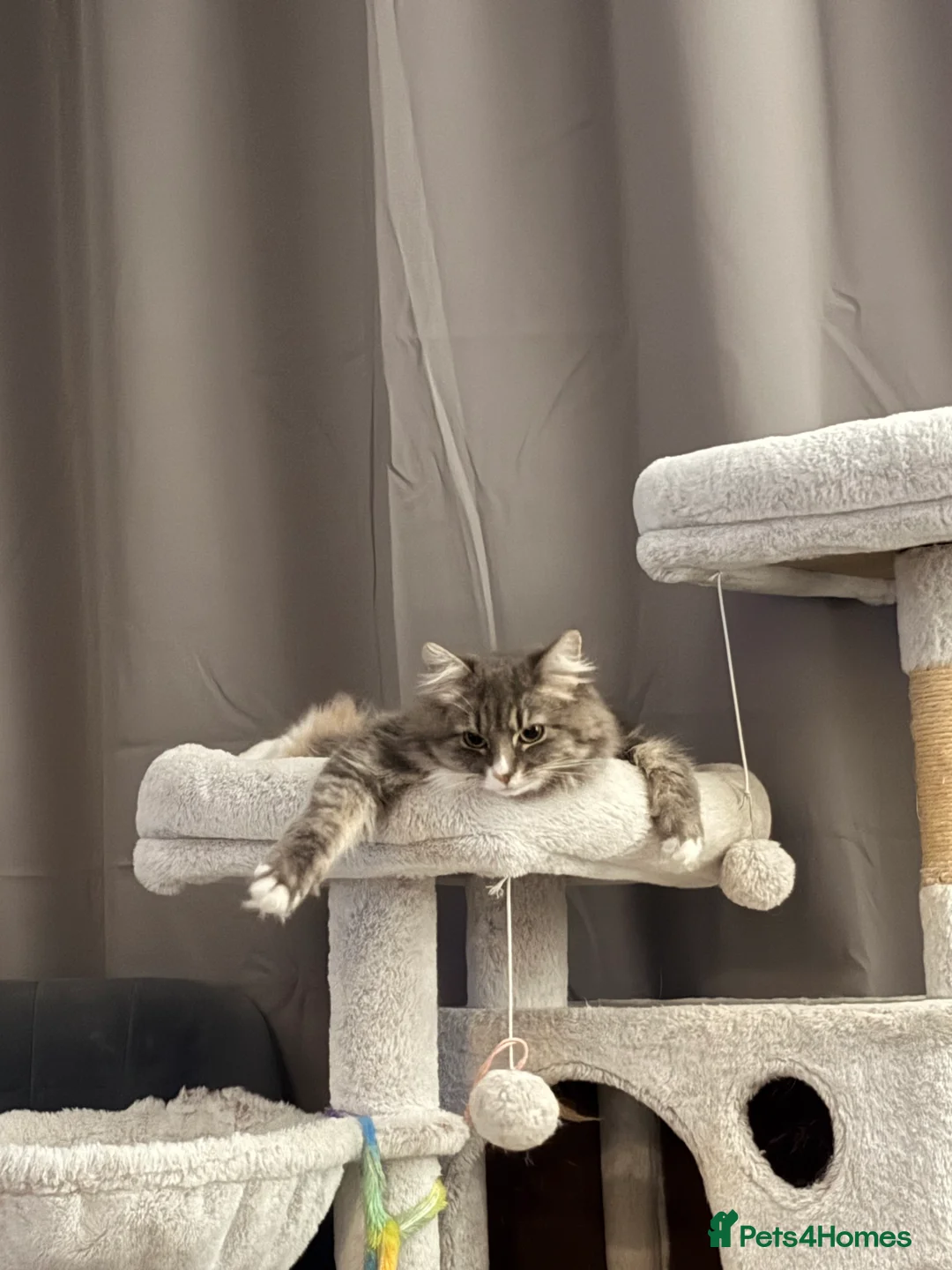 Mixed Breed cats for sale: 3 fluffy grey females  - Advert 3